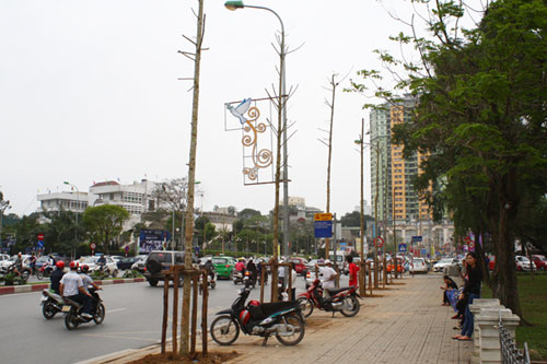 Nhói lòng cảnh đường phố Hà Nội vắng bóng cây - 8