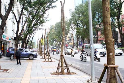 Nhói lòng cảnh đường phố Hà Nội vắng bóng cây - 6