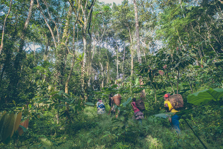 Dù bụng bầu 7 tháng nhưng hàng ngày cô vẫn theo những phụ nữ trong làng vào rừng để thu hoạch cacao.
