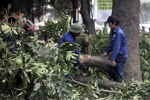 PGĐ Sở Xây dựng Hà Nội nói gì khi phải kiểm điểm vì vụ chặt cây xanh? - 1