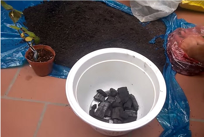 Trồng và chăm sóc hoa hồng đơn giản ngay tại nhà - 5