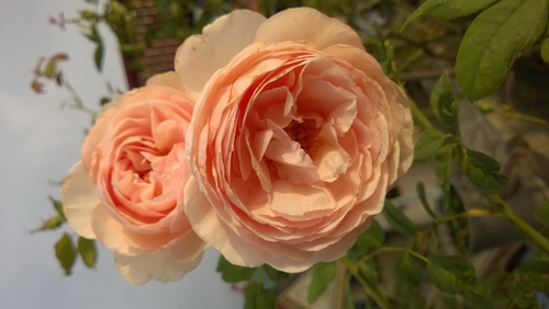 Trồng và chăm sóc hoa hồng đơn giản ngay tại nhà - 1