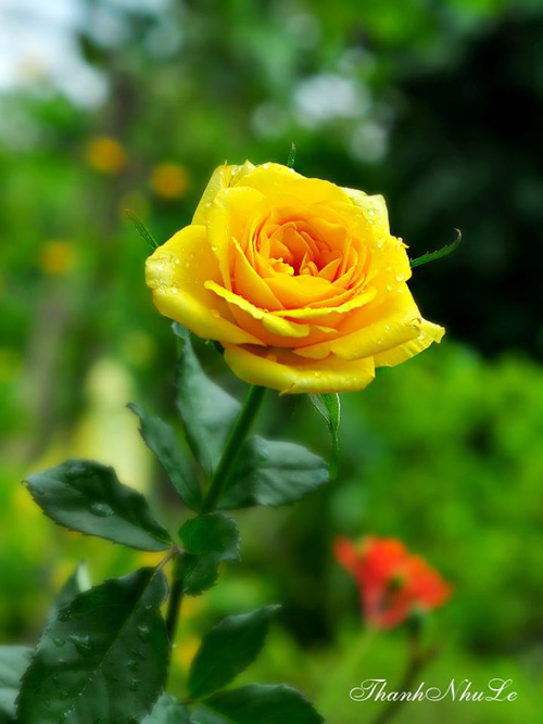 Trồng và chăm sóc hoa hồng đơn giản ngay tại nhà - 9