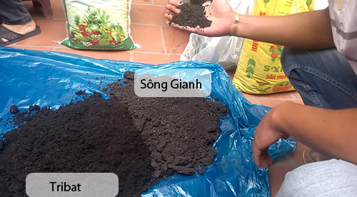 Trồng và chăm sóc hoa hồng đơn giản ngay tại nhà - 4