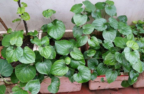 #039;Đổ mồ hôi, sôi nước mắt#039; vác đất trồng rau sạch sân thượng - 17