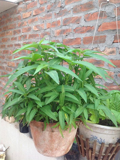 #039;Đổ mồ hôi, sôi nước mắt#039; vác đất trồng rau sạch sân thượng - 13