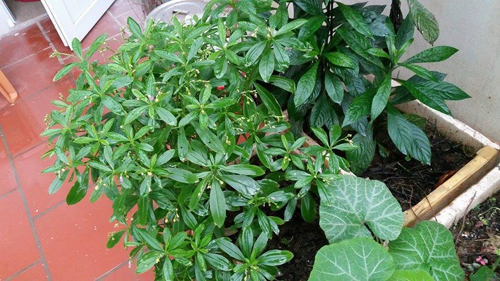 #039;Đổ mồ hôi, sôi nước mắt#039; vác đất trồng rau sạch sân thượng - 15