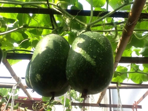 Bà ngoại mát tay trồng giàn bí lúc lỉu giữa Thủ đô - 1