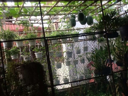 Bà ngoại mát tay trồng giàn bí lúc lỉu giữa Thủ đô - 3