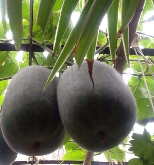 Bà ngoại mát tay trồng giàn bí lúc lỉu giữa Thủ đô - 6