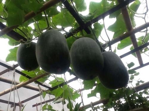 Bà ngoại mát tay trồng giàn bí lúc lỉu giữa Thủ đô - 8