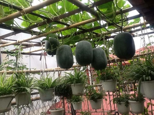 Bà ngoại mát tay trồng giàn bí lúc lỉu giữa Thủ đô - 2