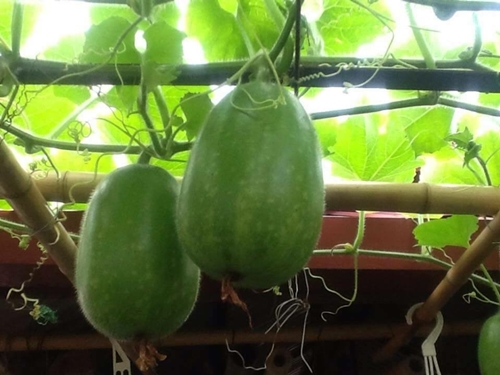 Bà ngoại mát tay trồng giàn bí lúc lỉu giữa Thủ đô - 5