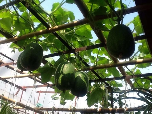 Bà ngoại mát tay trồng giàn bí lúc lỉu giữa Thủ đô - 10