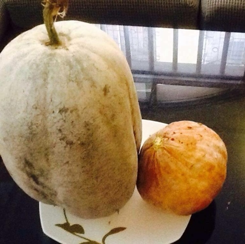 Bà ngoại mát tay trồng giàn bí lúc lỉu giữa Thủ đô - 11