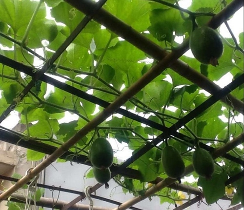 Bà ngoại mát tay trồng giàn bí lúc lỉu giữa Thủ đô - 4