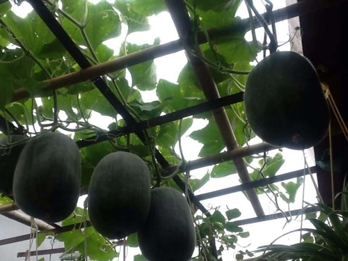 Bà ngoại mát tay trồng giàn bí lúc lỉu giữa Thủ đô - 9