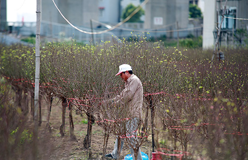 Độc đáo đào lũa cổ hình dáng lạ chơi Tết - 1