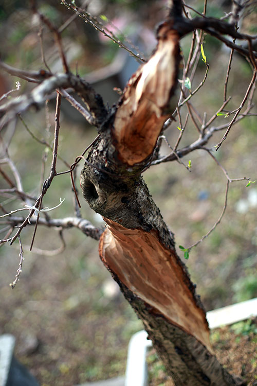 Độc đáo đào lũa cổ hình dáng lạ chơi Tết - 6