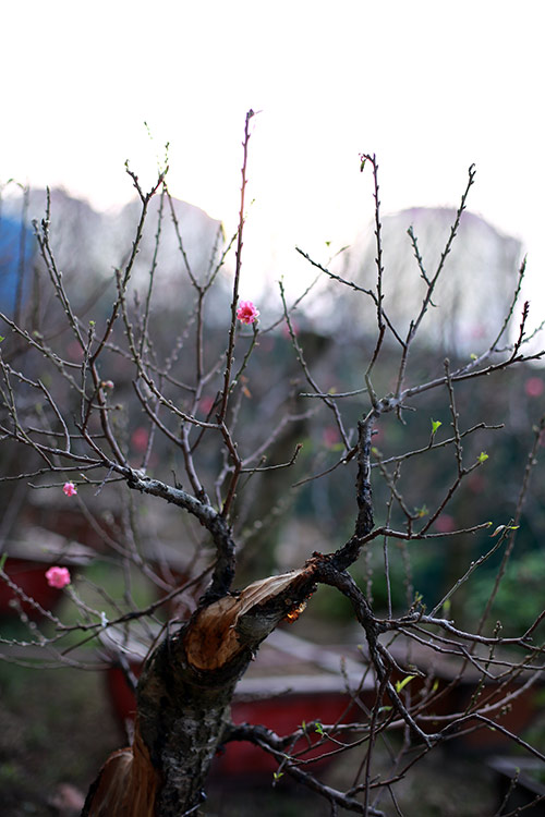 Độc đáo đào lũa cổ hình dáng lạ chơi Tết - 11