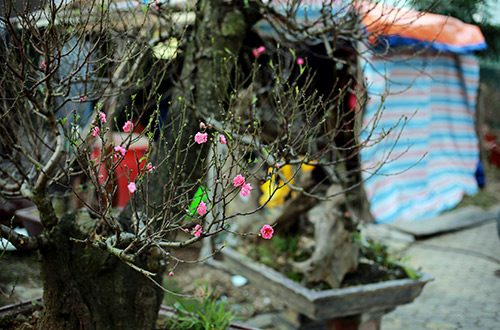 Độc đáo đào lũa cổ hình dáng lạ chơi Tết - 16