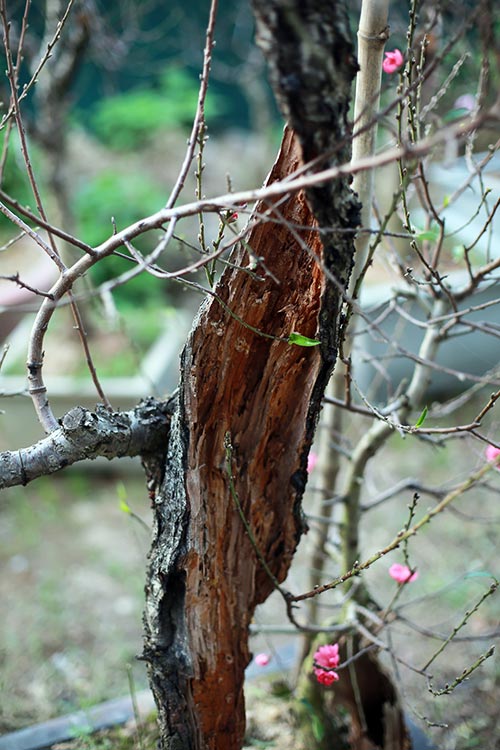 Độc đáo đào lũa cổ hình dáng lạ chơi Tết - 12