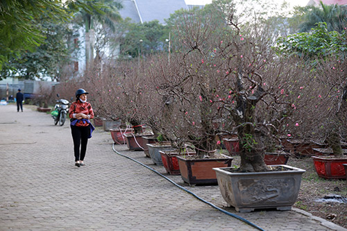 Độc đáo đào lũa cổ hình dáng lạ chơi Tết - 17