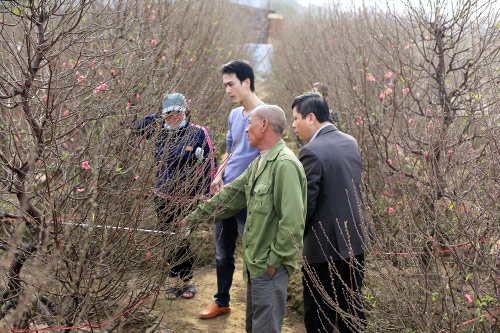 Độc đáo đào lũa cổ hình dáng lạ chơi Tết - 2
