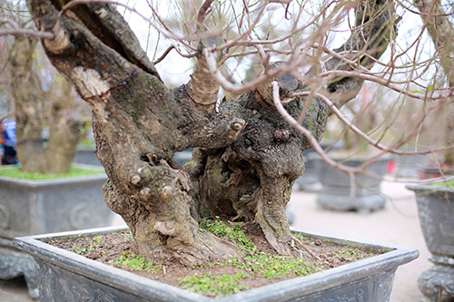 Độc đáo đào lũa cổ hình dáng lạ chơi Tết - 5