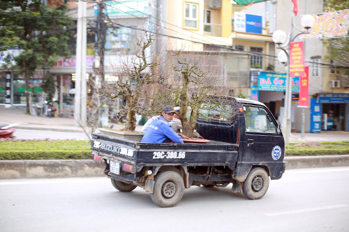 Độc đáo đào lũa cổ hình dáng lạ chơi Tết - 3