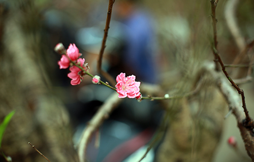 Độc đáo đào lũa cổ hình dáng lạ chơi Tết - 7