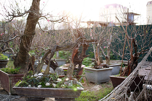 Độc đáo đào lũa cổ hình dáng lạ chơi Tết - 4