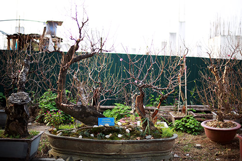 Độc đáo đào lũa cổ hình dáng lạ chơi Tết - 9