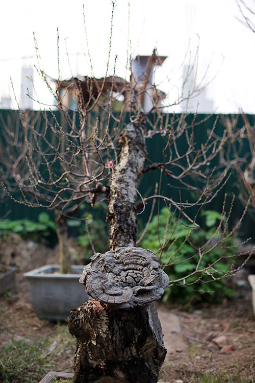 Độc đáo đào lũa cổ hình dáng lạ chơi Tết - 10