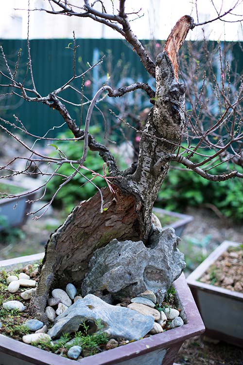 Độc đáo đào lũa cổ hình dáng lạ chơi Tết - 14