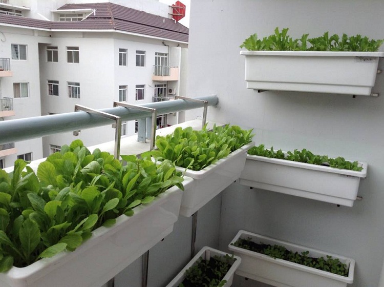 Muôn kiểu trồng cây không cần vườn cho nhà nhỏ - 5