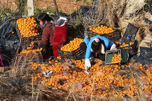 Xe chở cam lật, người dân TQ mang cả ô tô đến #039;hôi của#039; - 1