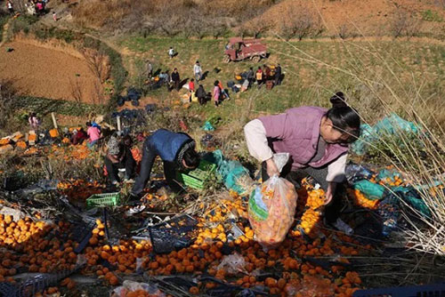 Xe chở cam lật, người dân TQ mang cả ô tô đến #039;hôi của#039; - 2