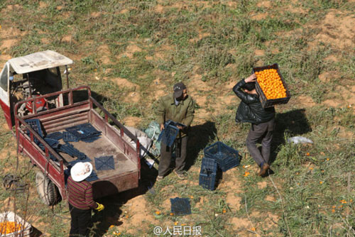 Xe chở cam lật, người dân TQ mang cả ô tô đến #039;hôi của#039; - 6