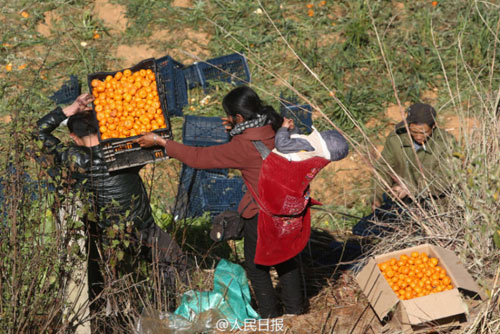 Xe chở cam lật, người dân TQ mang cả ô tô đến #039;hôi của#039; - 7