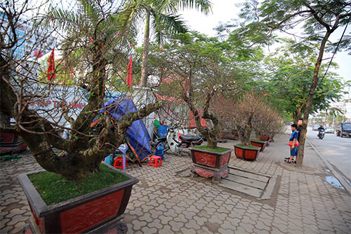 Độc đáo đào #039;hoa quả sơn#039; giá hàng chục triệu chơi Tết - 1