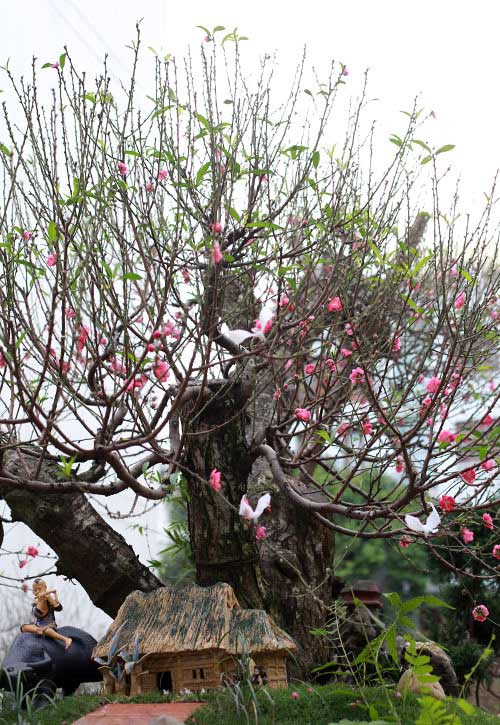 Độc đáo đào #039;hoa quả sơn#039; giá hàng chục triệu chơi Tết - 11