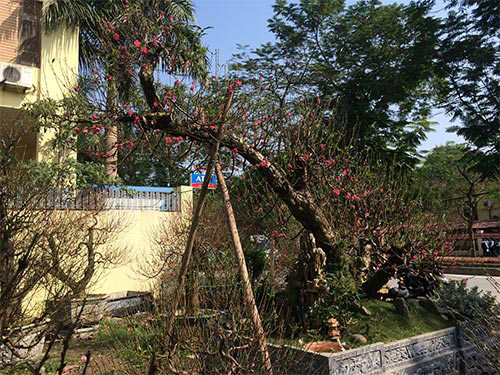 Độc đáo đào #039;hoa quả sơn#039; giá hàng chục triệu chơi Tết - 12