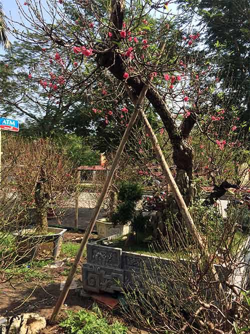 Độc đáo đào #039;hoa quả sơn#039; giá hàng chục triệu chơi Tết - 13