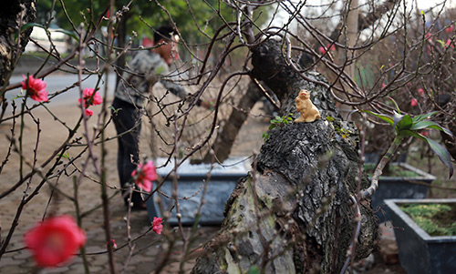 Độc đáo đào #039;hoa quả sơn#039; giá hàng chục triệu chơi Tết - 3