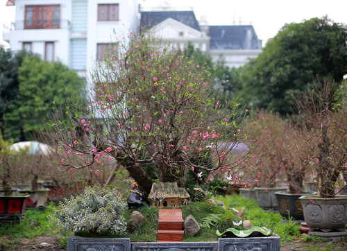 Độc đáo đào #039;hoa quả sơn#039; giá hàng chục triệu chơi Tết - 7