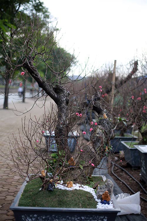 Độc đáo đào #039;hoa quả sơn#039; giá hàng chục triệu chơi Tết - 2