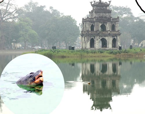 Cụ rùa Hồ Gươm đã qua đời chiều nay - 1