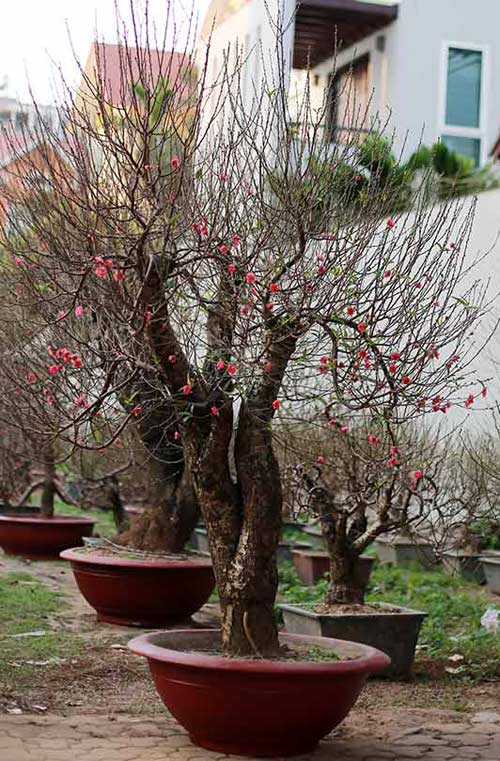 Cận cảnh đào cổ thụ chục triệu tại #039;chợ đại gia#039; - 9
