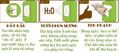 10 ngày trồng nấm sò an toàn tại nhà - 2